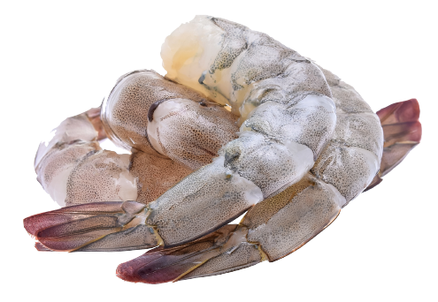article prawn
